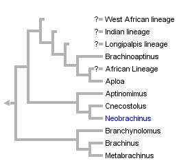 taxon links