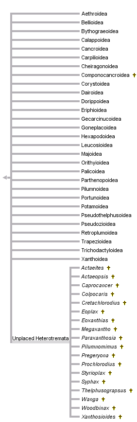 taxon links