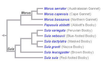 taxon links