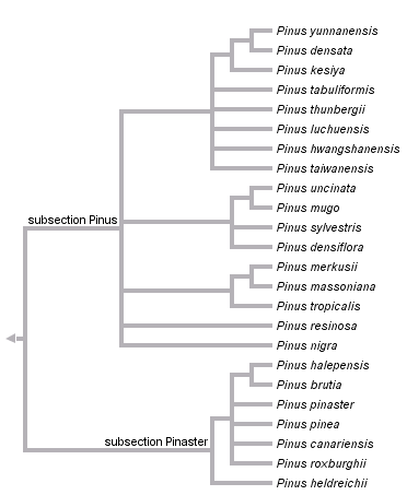 taxon links