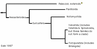 Gale's 1987 hypothesis for the relationships of Asteroidea