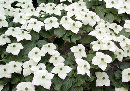 Japanese dogwood, Cornus kousa