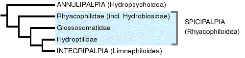 Trichoptera tree diagram