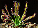 Drosera capensis