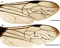 wing venation for Aulacidae: A) Aulacus B) Pristaulacus