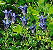 Rainier pleated gentian, Gentiana calycosa