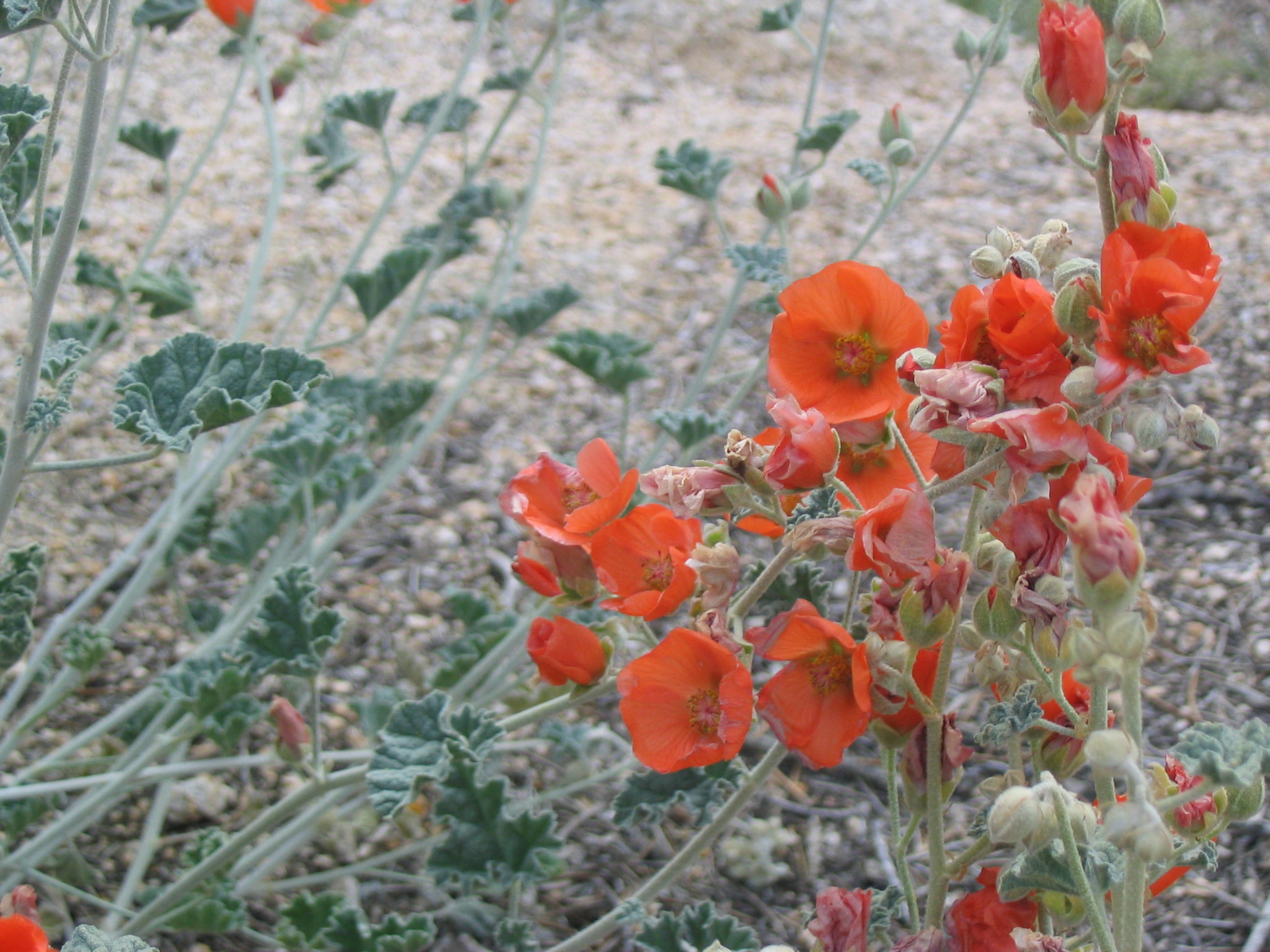 desert 
globe mallow in bloom in Joshua Tree National Park