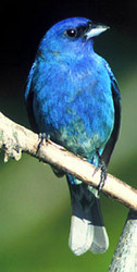 Indigo Bunting