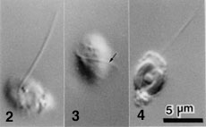 Flagellated cells of Lotharella globosa