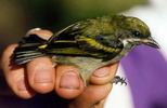 Moustached green Tinkerbird