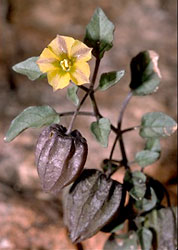 Yellow nightshade groundcherry, Physalis crassifolia