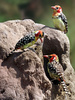 Red and Yellow Barbet