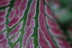 common name elephant ear