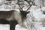 caribou