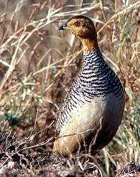 Male coqui francolin ( Francolinus coqui), Serengeti