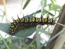 Last instar of larva of Dione moneta