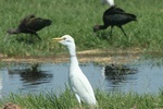 cattle egret