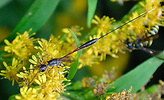 Gasteruption jaculator visiting flowers