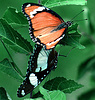 Eggfly (Hypolimnas misippus) mating, Tanzania