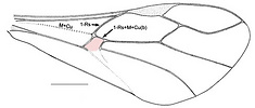 Pseudofoenus crassipes forewing