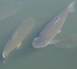 Japanese Carp (Cyprinus carpio)