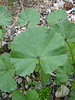 closeup of leaves