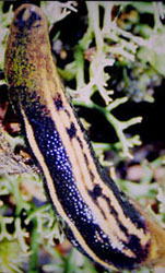 unidentified leech