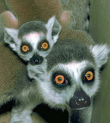 Ring-tailed lemurs