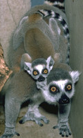 Ring-tailed lemurs