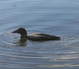 common loon