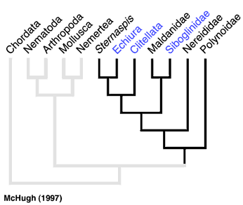 Annelida tree from McHugh 1997