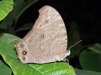 Melanitis leda butterfly