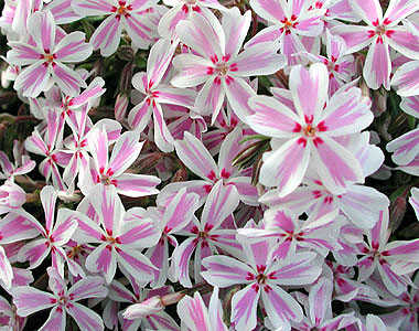 Phlox subulata 'Candystripe'