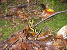 Salamandra (Salamandra salamandra)