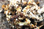 Trachymyrmex arizonensis queen in fungus garden