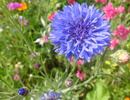 cornflower